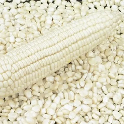 brazil-White-corn-GMO_
